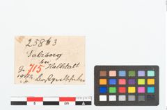 Etikett zu Bernsteinschieber (NHMW-PRAE-025863)